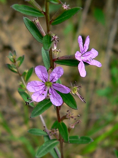 {Lythrum alatum}